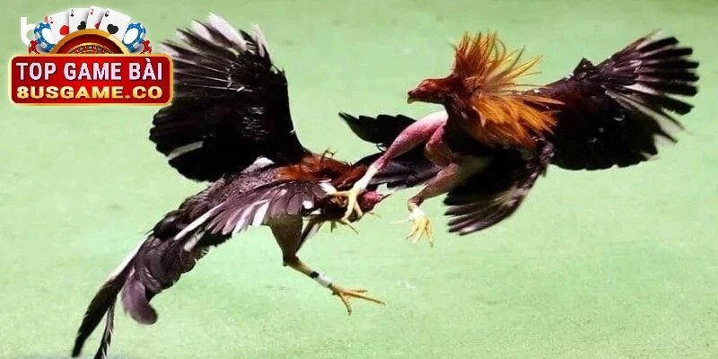 Các hình thức Đá gà trực tuyến tại 8US