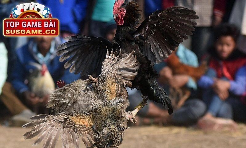 Các Loại Hình Đá Gà Phổ Biến Tại Cổng Game 8US