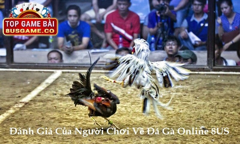 Đánh Giá Của Người Chơi Về Đá Gà Online 8US