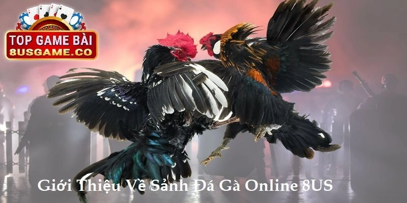 Giới Thiệu Chi Tiết Về Sảnh Đá Gà Online 8US