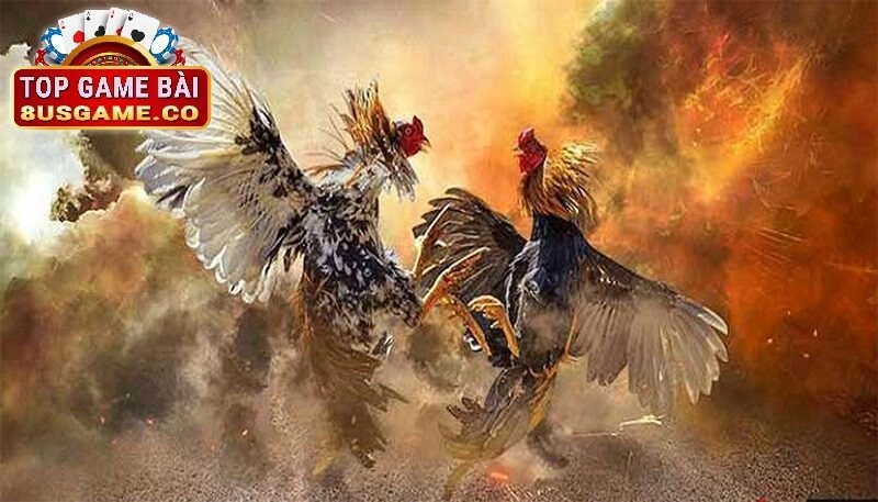 Hướng Dẫn Chi Tiết Cách Chơi Đá Gà tại 8US