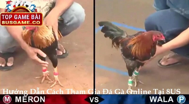 Hướng Dẫn Chi Tiết Cách Tham Gia Đá Gà Online Tại 8US