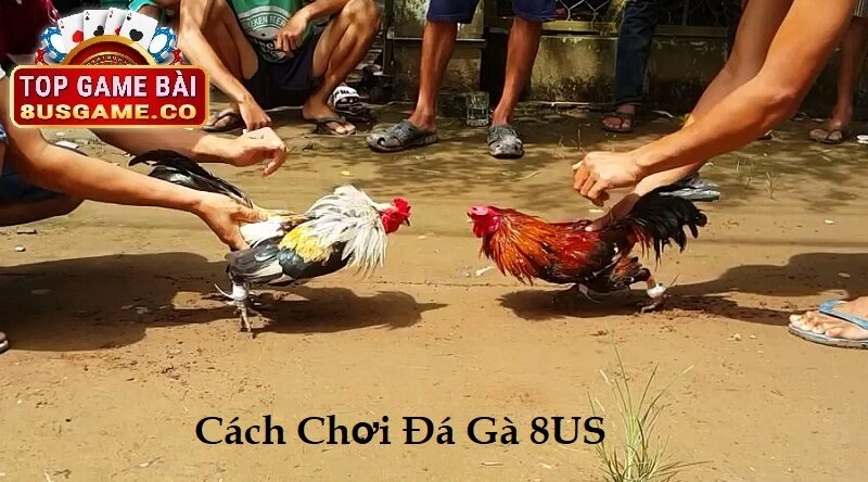 Luật Chơi Đá Gà tại 8US