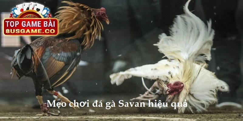 Mẹo chơi đá gà tại Trường gà Savan hiệu quả từ cao thủ 8US