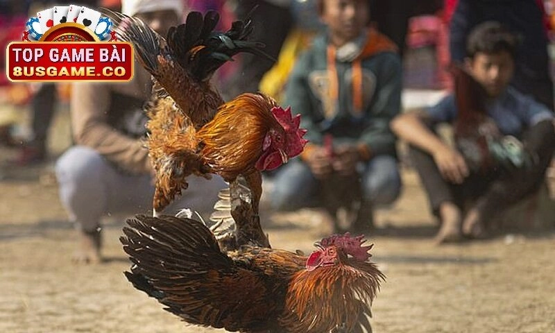 Ưu Điểm Khi Chơi Đá Gà Tại 8US